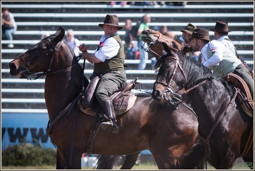 Pferd International 025